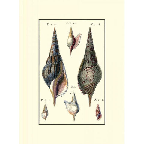 Custom Sea Shell III White Modern Wood Framed Art Print by Diderot