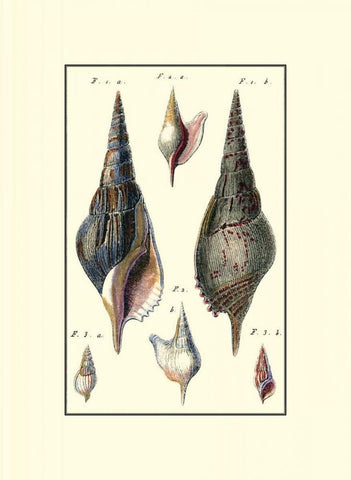 Custom Sea Shell III White Modern Wood Framed Art Print with Double Matting by Diderot