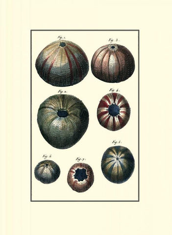 Custom Sea Shell IV White Modern Wood Framed Art Print with Double Matting by Diderot