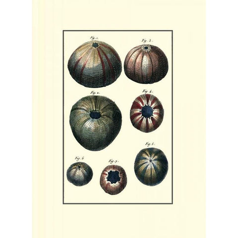 Custom Sea Shell IV White Modern Wood Framed Art Print by Diderot