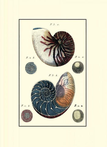 Custom Sea Shell VI Black Ornate Wood Framed Art Print with Double Matting by Diderot