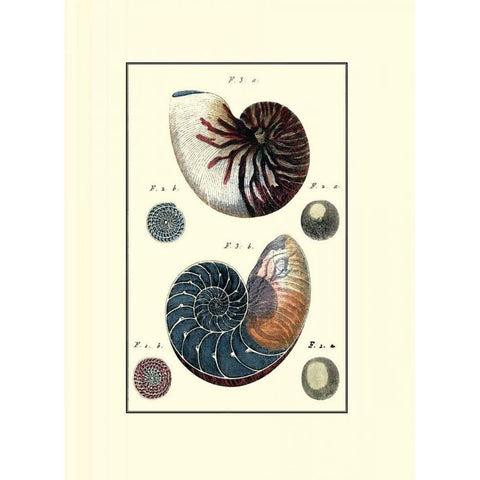 Custom Sea Shell VI Gold Ornate Wood Framed Art Print with Double Matting by Diderot