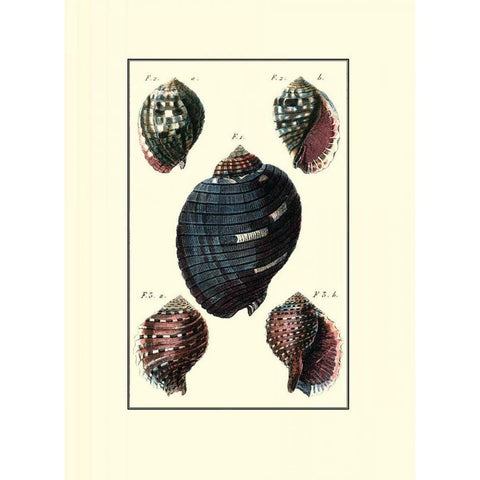 Custom Sea Shell VII White Modern Wood Framed Art Print by Diderot