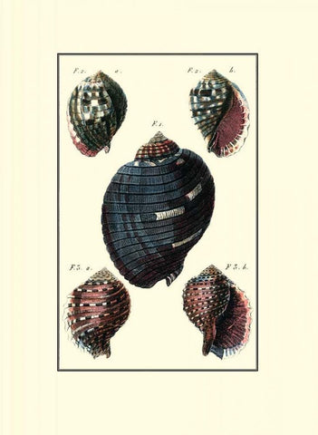 Custom Sea Shell VII White Modern Wood Framed Art Print with Double Matting by Diderot