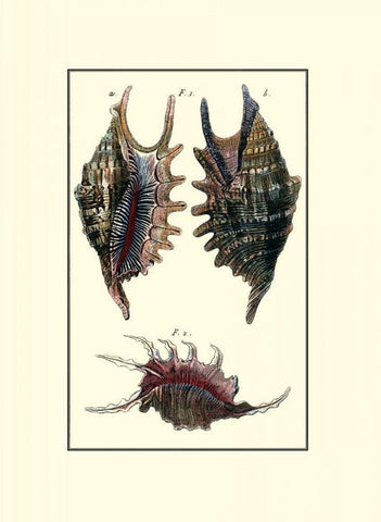 Custom Sea Shell VIII Black Ornate Wood Framed Art Print with Double Matting by Diderot