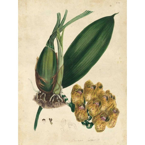 Sophisticated Orchid I Black Modern Wood Framed Art Print by Unknown