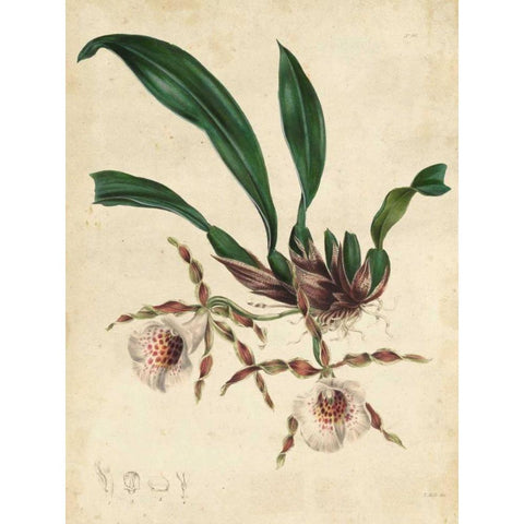 Sophisticated Orchid II Black Modern Wood Framed Art Print with Double Matting by Unknown