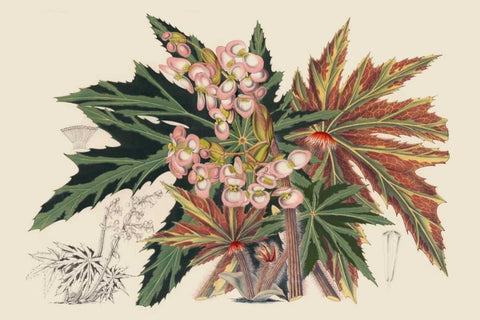 Begonia Varieties I Black Ornate Wood Framed Art Print with Double Matting by Stroobant