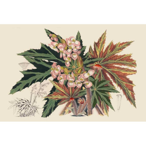 Begonia Varieties I Black Modern Wood Framed Art Print with Double Matting by Stroobant