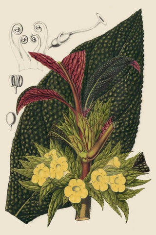 Begonia Varieties II Black Ornate Wood Framed Art Print with Double Matting by Stroobant