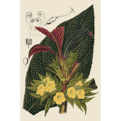 Begonia Varieties II Black Modern Wood Framed Art Print by Stroobant