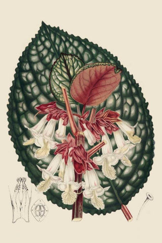 Begonia Varieties III Black Ornate Wood Framed Art Print with Double Matting by Stroobant