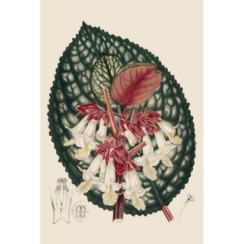 Begonia Varieties III Black Modern Wood Framed Art Print by Stroobant