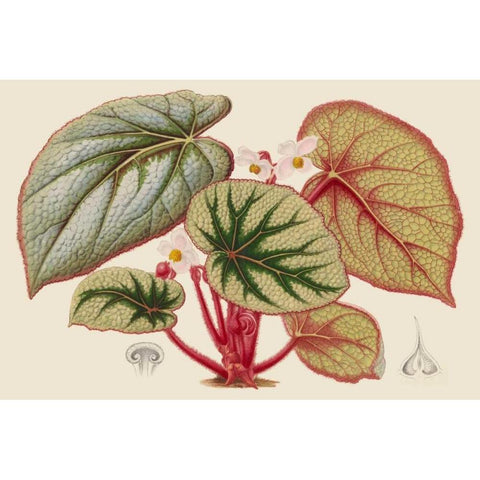 Begonia Varieties IV Gold Ornate Wood Framed Art Print with Double Matting by Stroobant