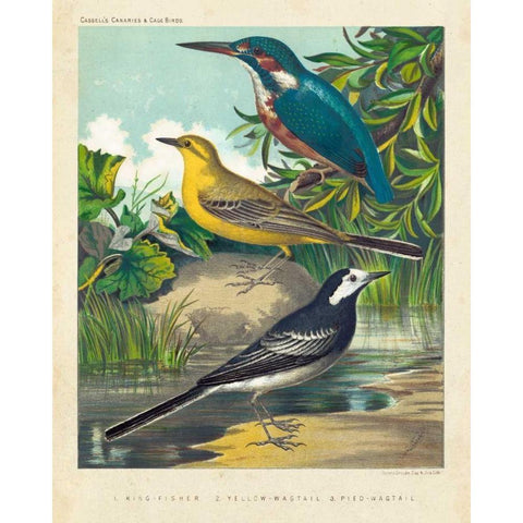 King-fisher and Wagtails Gold Ornate Wood Framed Art Print with Double Matting by Cassell