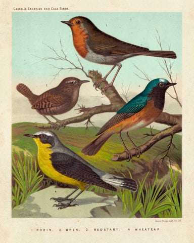 Robin, Wren and Redstart White Modern Wood Framed Art Print with Double Matting by Cassell