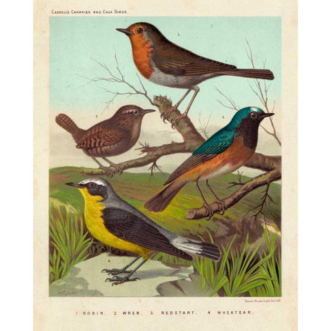 Robin, Wren and Redstart Gold Ornate Wood Framed Art Print with Double Matting by Cassell