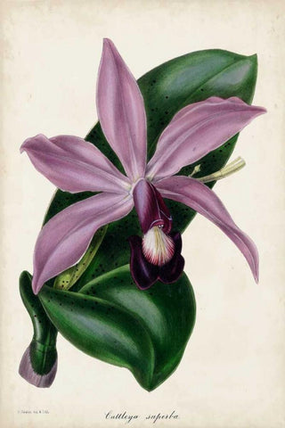 Plum Orchid Black Ornate Wood Framed Art Print with Double Matting by Paxton