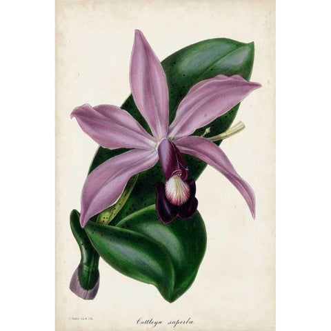 Plum Orchid Black Modern Wood Framed Art Print by Paxton