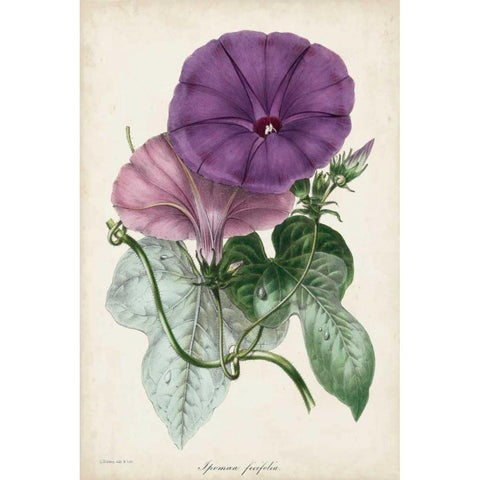 Plum Morning Glory Black Modern Wood Framed Art Print with Double Matting by Paxton