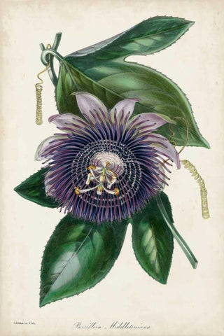 Plum Passion Flower Black Ornate Wood Framed Art Print with Double Matting by Paxton