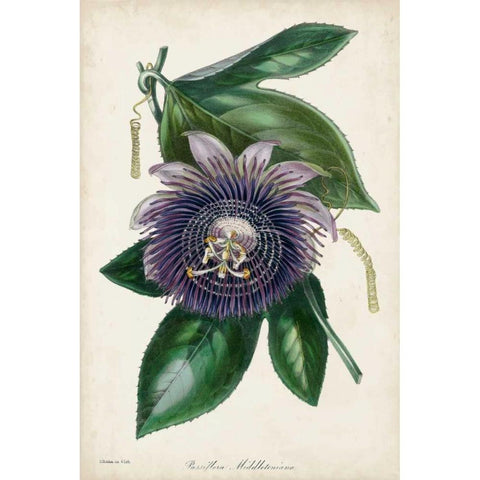Plum Passion Flower Black Modern Wood Framed Art Print by Paxton