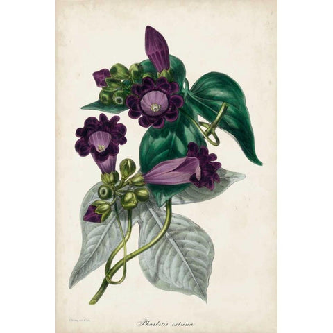 Plum Foxgloves White Modern Wood Framed Art Print by Paxton