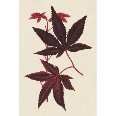 Japanese Maple Leaves I Gold Ornate Wood Framed Art Print with Double Matting by Stroobant