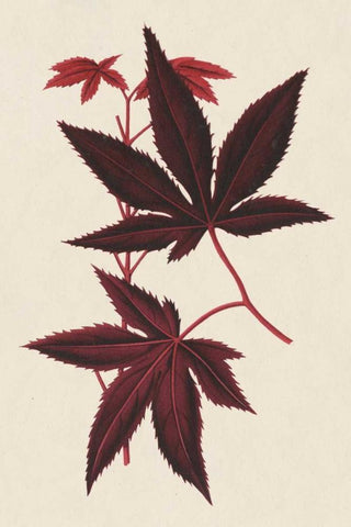 Japanese Maple Leaves I Black Ornate Wood Framed Art Print with Double Matting by Stroobant