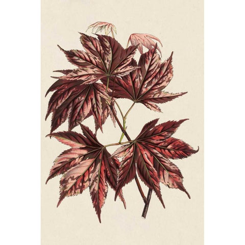 Japanese Maple Leaves II Black Modern Wood Framed Art Print with Double Matting by Stroobant