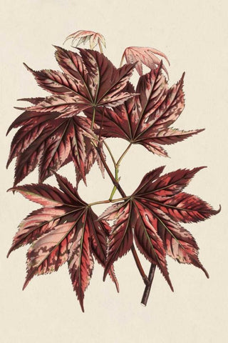 Japanese Maple Leaves II White Modern Wood Framed Art Print with Double Matting by Stroobant