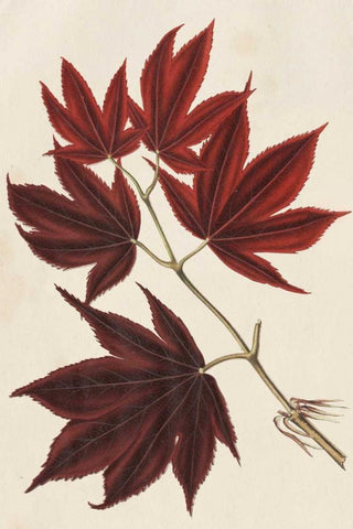 Japanese Maple Leaves III Black Ornate Wood Framed Art Print with Double Matting by Stroobant
