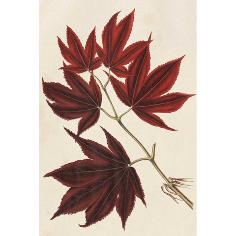 Japanese Maple Leaves III Black Modern Wood Framed Art Print by Stroobant