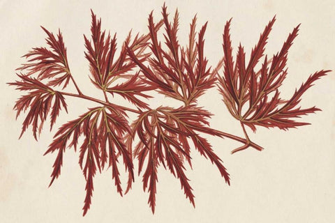 Japanese Maple Leaves IV White Modern Wood Framed Art Print with Double Matting by Stroobant