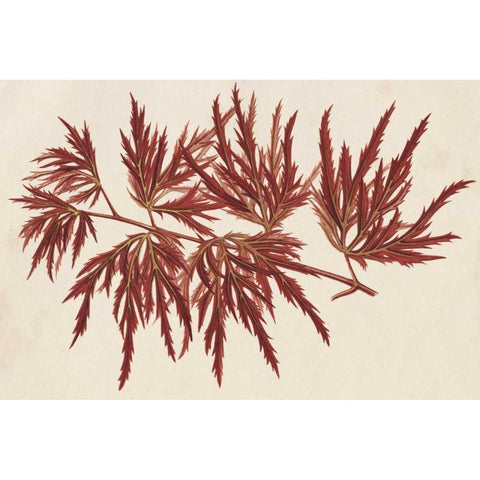 Japanese Maple Leaves IV Black Modern Wood Framed Art Print by Stroobant