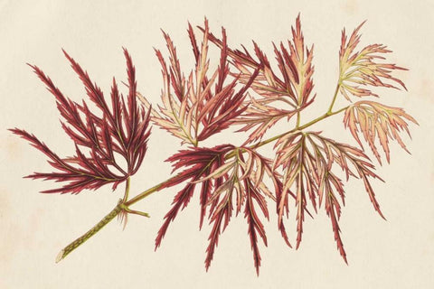 Japanese Maple Leaves V White Modern Wood Framed Art Print with Double Matting by Stroobant
