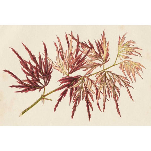 Japanese Maple Leaves V White Modern Wood Framed Art Print by Stroobant