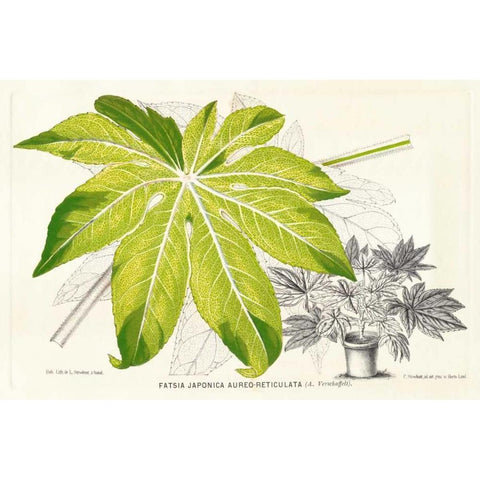 Fern Leaf Foliage I White Modern Wood Framed Art Print by Stroobant