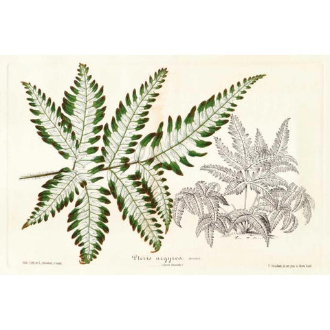 Fern Leaf Foliage II White Modern Wood Framed Art Print by Stroobant