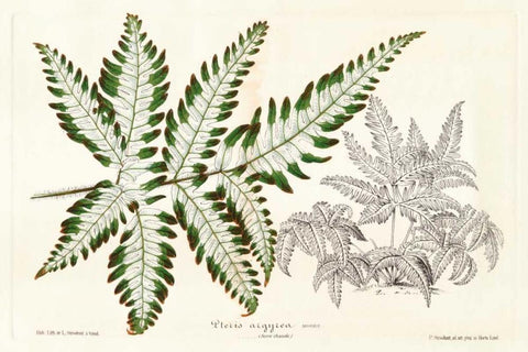Fern Leaf Foliage II Black Ornate Wood Framed Art Print with Double Matting by Stroobant