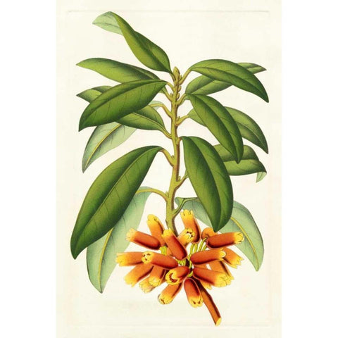 Tropical Rhododendron I White Modern Wood Framed Art Print by Van Houtteano, Horto