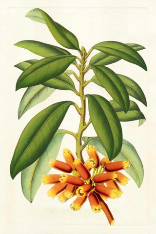 Tropical Rhododendron I White Modern Wood Framed Art Print with Double Matting by Van Houtteano, Horto