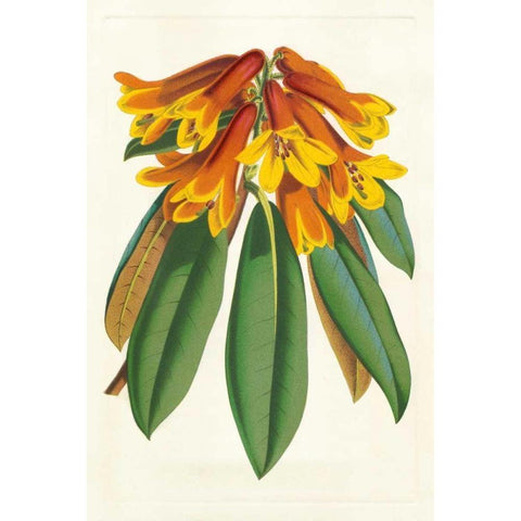 Tropical Rhododendron II White Modern Wood Framed Art Print by Van Houtteano, Horto