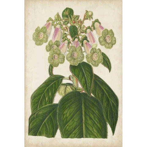Foxglove Botanical White Modern Wood Framed Art Print by Stroobant