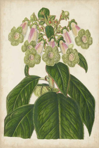 Foxglove Botanical Black Ornate Wood Framed Art Print with Double Matting by Stroobant
