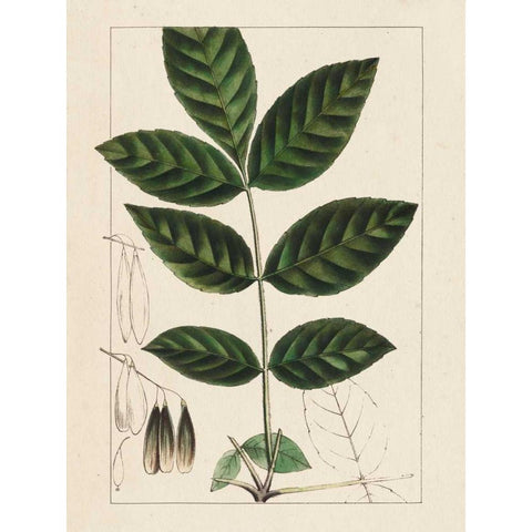 Silva Leaves I Black Modern Wood Framed Art Print with Double Matting by Silva, John