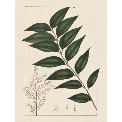 Silva Leaves III White Modern Wood Framed Art Print by Silva, John
