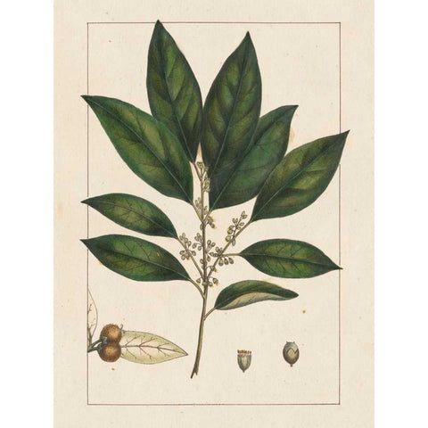 Silva Leaves IV Gold Ornate Wood Framed Art Print with Double Matting by Silva, John