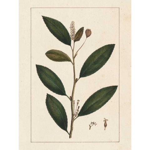 Silva Leaves V White Modern Wood Framed Art Print by Silva, John