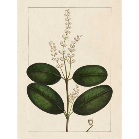 Silva Leaves VI White Modern Wood Framed Art Print by Silva, John